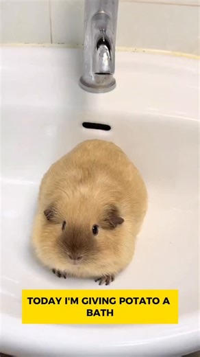 HamsterCo_Lab on Instagram: "#GuineaPig #PetDaily #PetBath #CavyLife Bath time for the guinea pig! “Mom… I really don’t want to shower…” 🐹😩🛁"