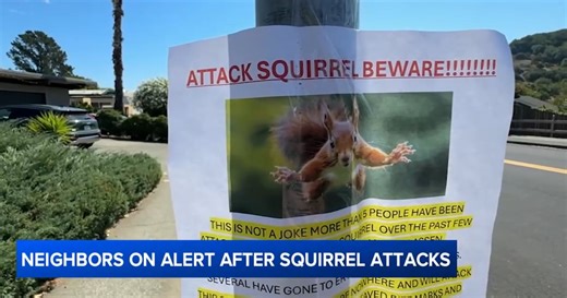 ‘Very Mean’ Squirrel Sends 2 Women to the ER After Bloody Attacks