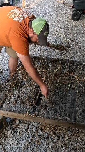 31 reactions · 3 comments | Garlic harvest time! 龍✨ Watch the process from harvesting to curing, including those flavorful hardneck scapes! Want to grow your own year supply of garlic? Pre-order garlic now for fall planting. #garlic #growinggarlic #garlicharvest #homesteadharvest | Stark Bro's Nurseries | Facebook