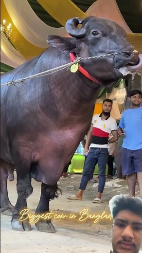 Very big black bull #bull #bulls #bulllovers #bullfarm #beautiful #blackbull #trending #greenscreen