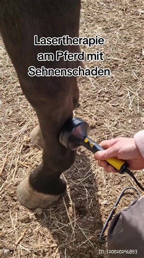 #pferd #pferdemädchen #sehenentzündung #sehenenschaden #pferdebein #laserterapie #biomedical #tiefenentspannt #pferdemädchen #pferdeliebe #laser #pferdhatschmerzen #springpferd #dressurpferd #diy #goviral