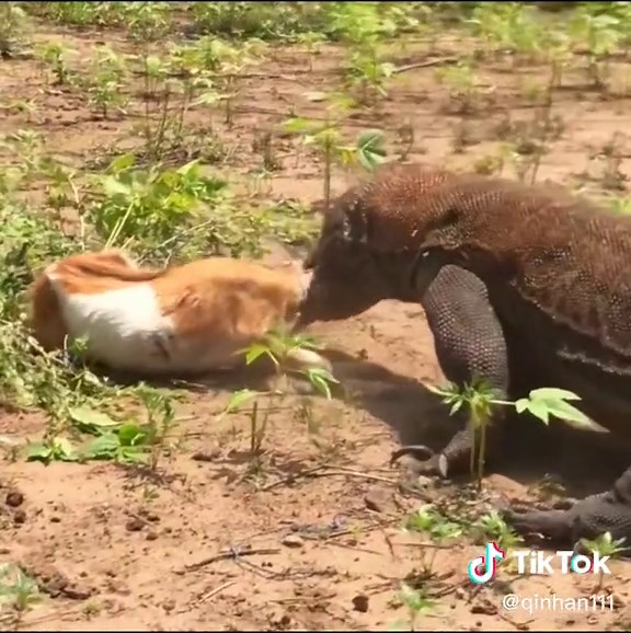Komodo Dragon Eating Goat - Wild Animal Encounter