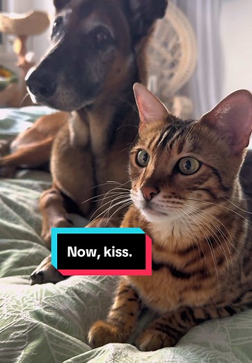 A Day in the Life of My Funny Bengal Cat