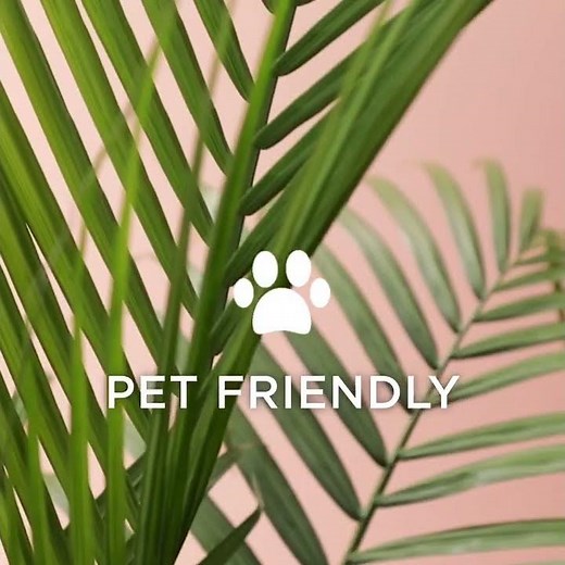 How to care for a majesty palm