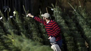 How to pick the perfect Xmas tree