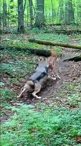 Wolf vs Deer: Thrilling Predator Chase in the Wild!” #Wolf #Deer #Wildlife #PredatorVsPrey