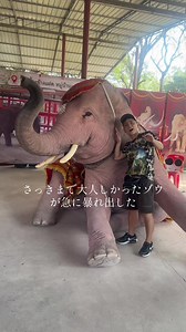 タイ旅行でのゾウとの出会い