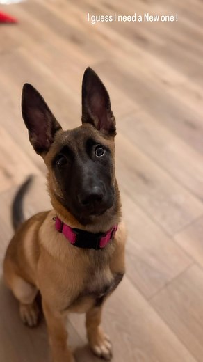 A little poem from the new Update ! The bone is history left my dad in a mystery ! I’m teething so Let me do my thing ! Buy me a bone and let me be alone! I’ll finish it and take a Big Shit! #puppylove #petstagram #dogtok #dogsofinstagram #puppy #belgianmalinoisofinstagram #dogmomlife #igdogs #teething #florida #dogsofinstagram #dogsofinstagram #followforfollowback #bone #toesaretoys #petco | Alan Patrick