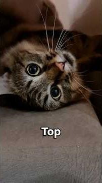 10 Amazing Cat Facts You Didn’t Know 🐱 Fun & Fascinating! #animalmadness#cats#catshorts #animals