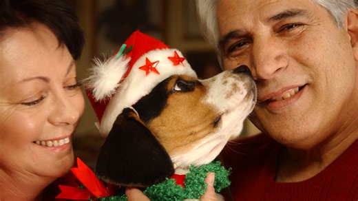 The tale of Champ, a therapy dog who battled his own scars to help others overcome theirs