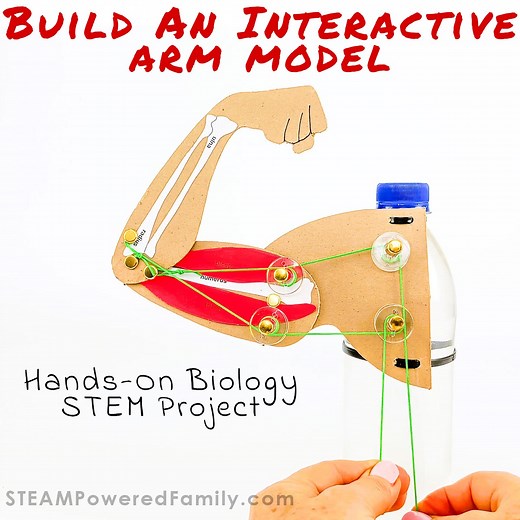 Interactive Arm Model Biology STEM Project