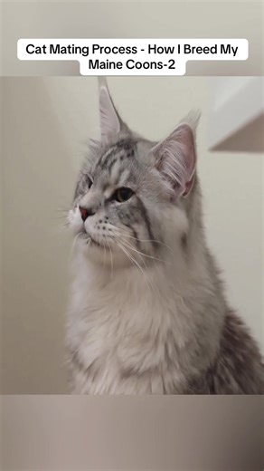 Understanding the Cat Mating Process: Breeding Maine Coons