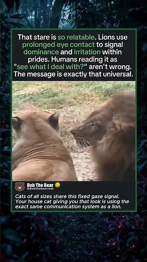 That Look Needs No Translation