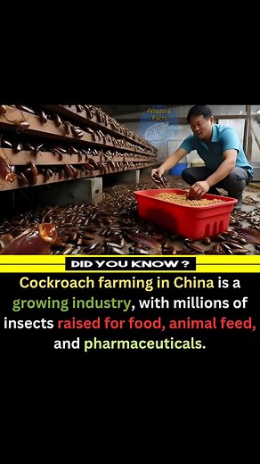 OMG 😱 cockroach farming 🪳🧺 | amazing facts
