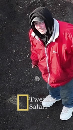 Spotted two mobile trap houses in their natural roadside habitat. Immediate eye contact, repeated middle finger displays, a ceremonial fake rock throw, and a very strategic retreat. A brief but intense standoff between curiosity and territorial behavior — ending exactly how most wild encounters do… dramatic, confusing, and completely unresolved. #tweaker #safari #documentary #NationalGeographic #foryoupage