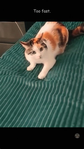Too fast. 😼 | CattoBloopz