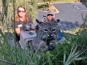 Near-Death Bobcat Kitten Makes Full Recovery After Being Rehabilitated At Ramona Wildlife Center