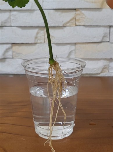 Reproducing Plants Using Geranium Leaves