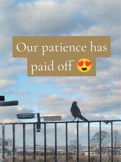Yayyyyy, finally a bird on our balcony 😍🐦‍⬛👏🏻 🐦‍⬛ It can take up to three weeks before birds get confident enough to feed from a new feeder, especially on a balcony where there's not much cover, like a garden. We added a few flowers in pots and switched out seed every two days. Mr. Magpie is now a regular ❤️ Me & the kids are so excited every time he comes to visit 😍 I was determined to make our boring balcony a place of nature! We're starting slow but we're getting there ❤️ Let's see your