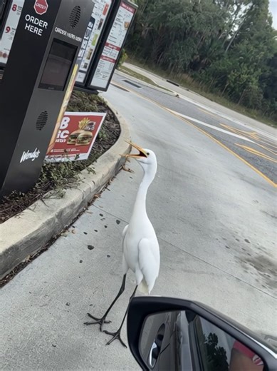 He Skipped The Line at Wendy's Drive-Thru