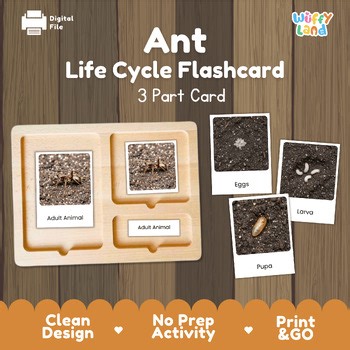 Ant Life Cycle Montessori 3-Part Cards - Science Zoology Flashcards