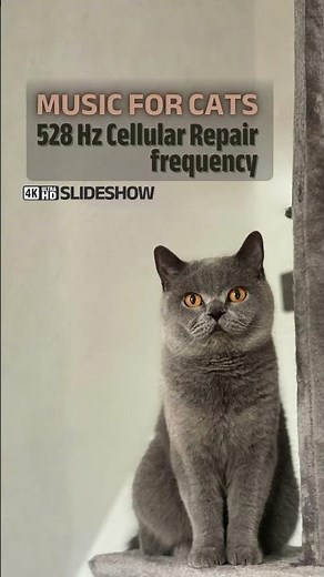 528 Hz Music for Cats | Calming & Relaxing Sounds
