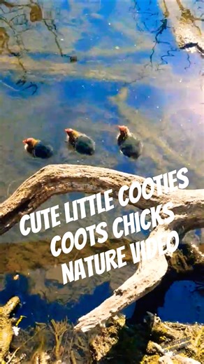 Adorable little cooties chicks | How coots feed their youngs: wild birds' nature video