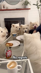 400K views · 8.4K reactions | Dramatic? Always. Weird? Absolutely. Would 100% recommend because you’ll never get bored  | Poppet and the Wolf Pack | Facebook