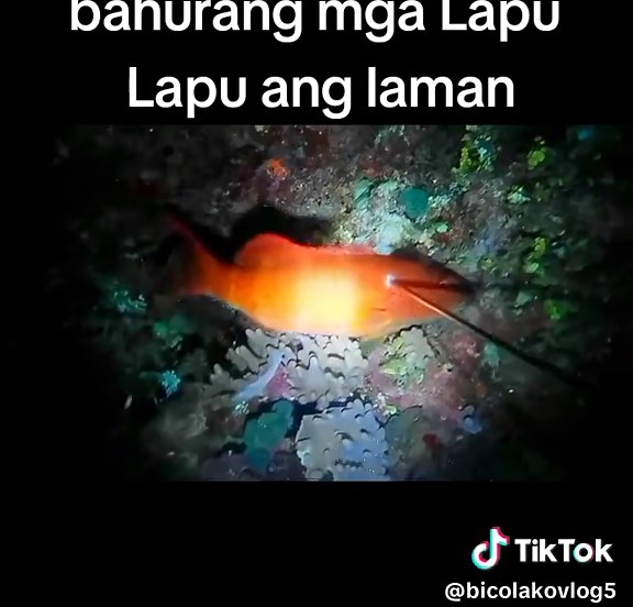 #bahurang mga Lapu Lapu ang laman.