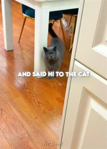 The Twins Tricked Their Cat 😹💗