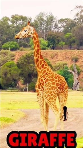 Giraffe Sound | giraffe sound