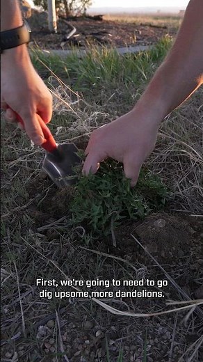 How to make dandelion coffee!