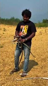 Indian snakes rescu#snake #wildvenkat #cobra #viral #vlog #venomouscreatures