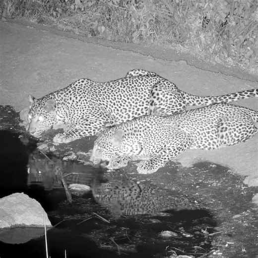 Nature nurtures the soul. Sometimes I take for granted how magical these moments are. | explore.org