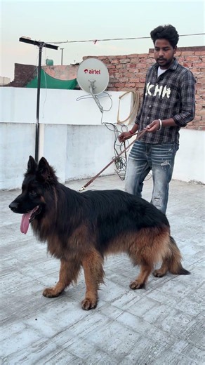 Serbia से आया है यह German Shepherd Dog 😍 #dog #germanshepherd