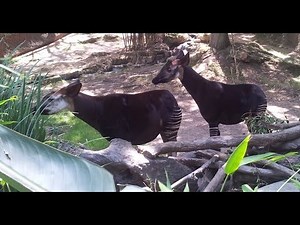 Okapi Introduced for Breeding