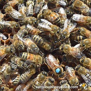 What is the Role of the Queen Bee- Carolina Honeybees