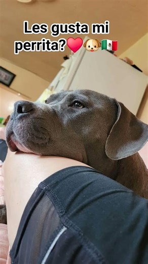 dejen su like 👍❤️🐶👍#pitbull #perros #humor #tierno #familia #mascotas #linda