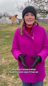 Rye residents fight decision to block swallows from barn