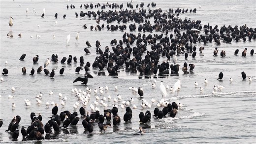 哈尔滨的鸟界盛会：近五百只鸬鹚和大群东方白鹳、各类鸥鹭野鸭云集阿什河与松花江交汇处
