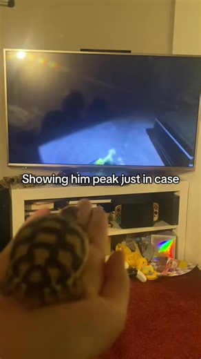 Turtle Encounters: Exploring the Fascinating World of Turtles