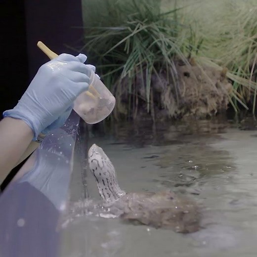 Meet the Diamondback Terrapin