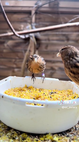 Twites Prepare for Breeding Season with Dry Egg Food
