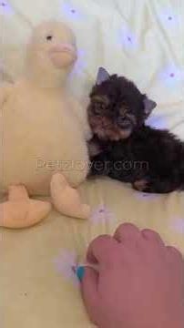 Meet Brownie! 🤎🐶 Adorable Male Yorkshire Terrier Puppy | Sweet, Friendly & Loving | Chicago