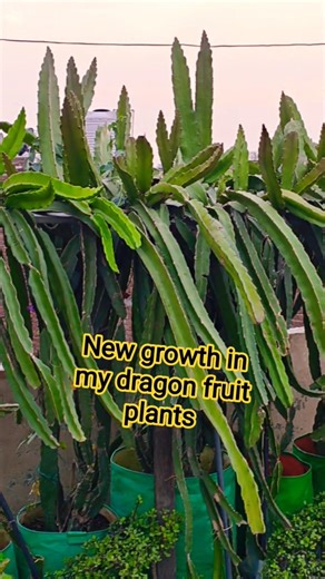 new growth in my dragon fruit plants #youtubeshorts #terracegardening #views #shorts #flowers