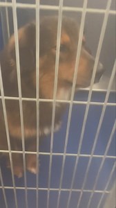 💜🐾🩵‼️OMG There is nothing scruffy about this boy !! So handsome - beautiful coat ! SWEET and extremely calm demeanor ! MUST TAG BY MONDAY 4/1 !! 🔵$500 pledged to 501c3 rescue -($500 paid within 120 days ) MUST SAFE !! ✅PLEASE ONLY pledge ON THE FOLLOWING LINK for #SCRUFFY#➡️ https://www.facebook.com/share/WffL4jHEisEmVgD5/?mibextid=WC7FNe ⬅️ A0055429752 Scruffy Male Shepherd Mix 1.5 years 50 lbs No chip detected Found at Tyler State Park Intake: 2/27/2024 @ 12:40 PM Available: 3/1/2024 @ 12: