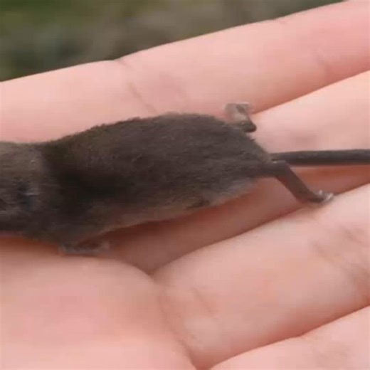 🍽 My husband discovered a tiny creature near our house. Initially, he assumed it was a mouse, but upon closer inspection, he realized it was an unfamiliar animal, unlike anything he had seen before. One sunny morning, my husband was walking around the yard when he froze. Something small and quick caught his eye near the corner of the house 🧐. At first, he thought it was just a mouse 🐭, scurrying about, but curiosity made him crouch down and look closer. That’s when he realized… this was no or