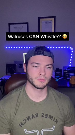 Discover How a Walrus Can Whistle