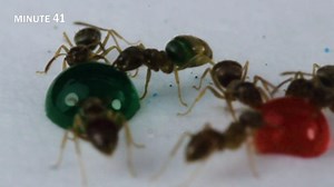 Alien ants: coloring insects time-lapse
