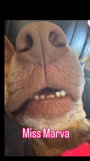 💛 Mama Marva Update 💛 Mama Marva is healing beautifully from her thoracotomy and partial lung lobectomy. Her recovery has been steady, strong, and incredibly encouraging, and we are so proud of her resilience. 🐾 However, Marva’s journey isn’t over yet. She was also born with a congenital condition called Persistent Right Aortic Arch (PRAA), and this requires another major, life-saving surgery. 🫀 What is Persistent Right Aortic Arch (PRAA)? PRAA is a birth defect involving the major blood ves